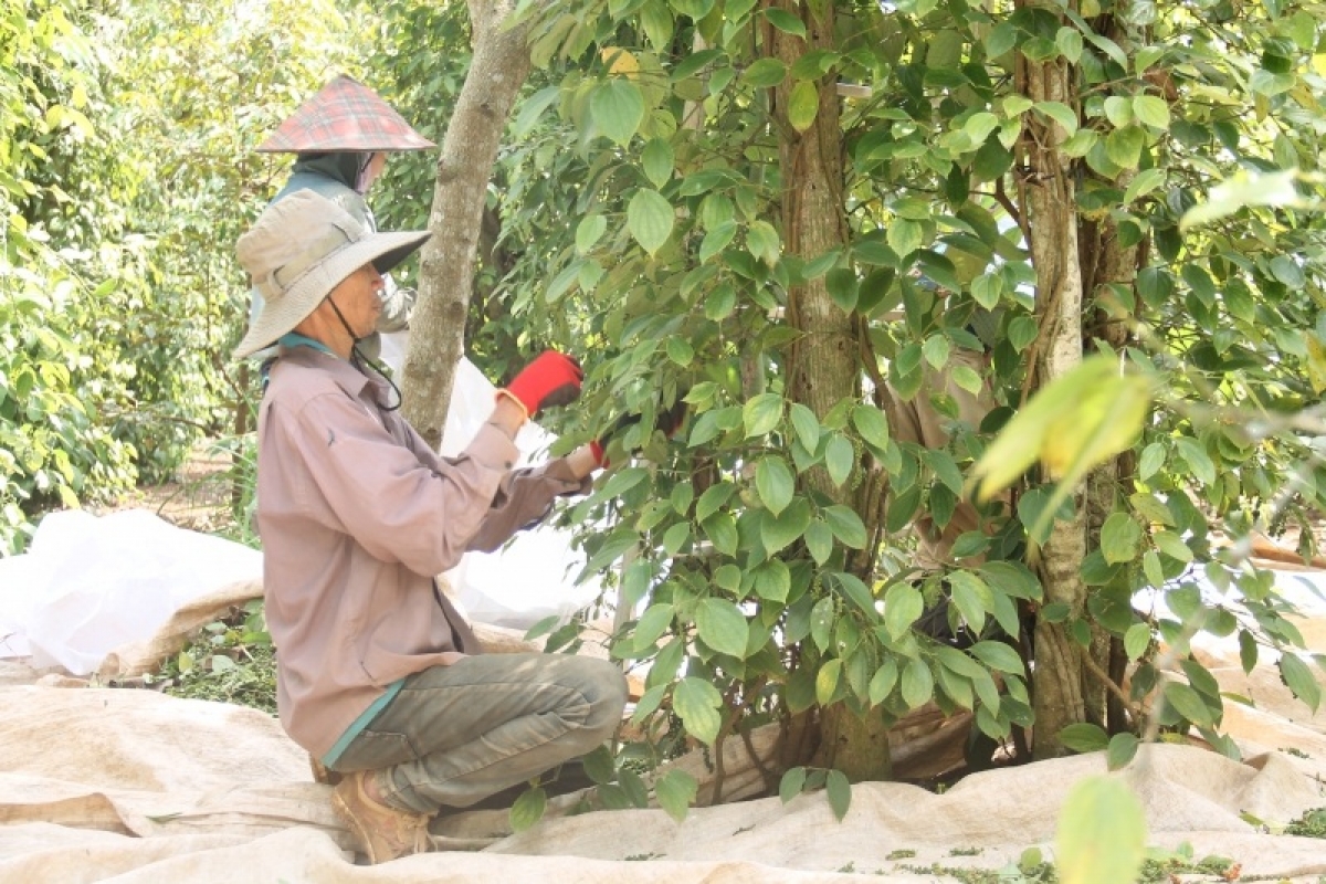 
Kon pơlei jang mir Đăk Lăk pĕ yua tiu pơyan jang 2023