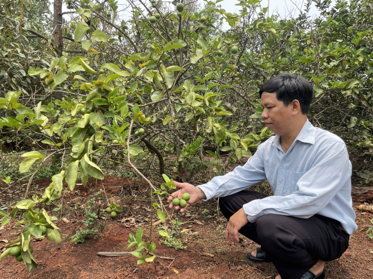 
Nô Kpă Meo đah mir tơm tăm