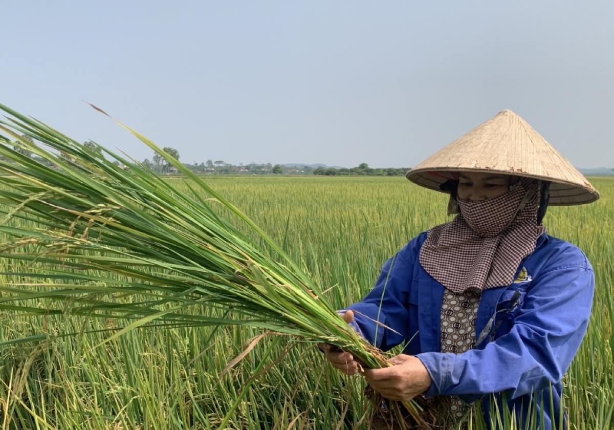 Hmua pơdai sai pơjet ST24 mơng sang anŏ yă Lê Thị Ân hơbô