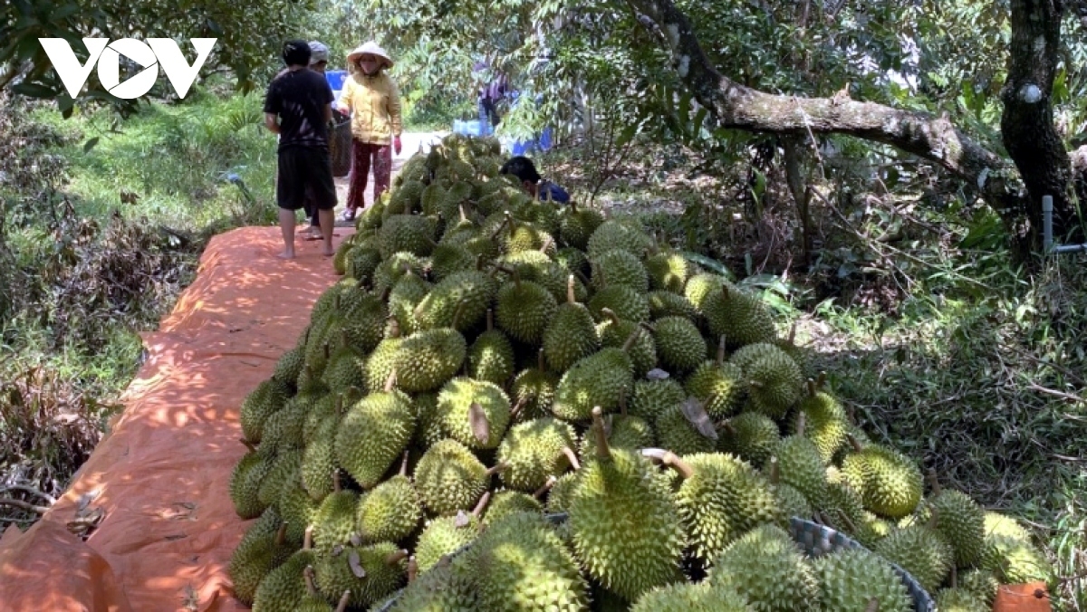 Tơ’lêi ai tơdroăng rơlối plâi sầu riêng – kuăn pơlê kô trâm pá tro lŭp