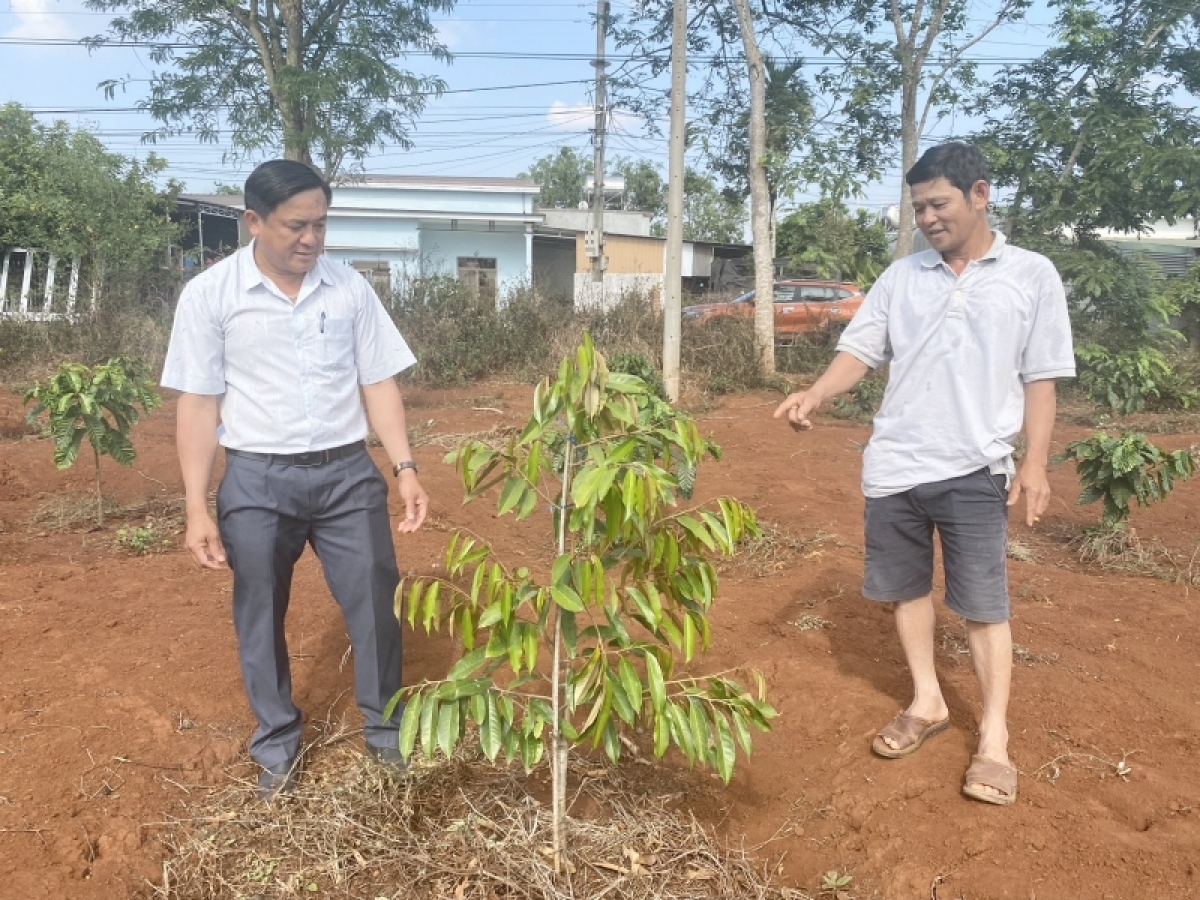 
Lŏn pla sầu riêng mơng Dak Lak hmâo truh laih 22.500 ektar