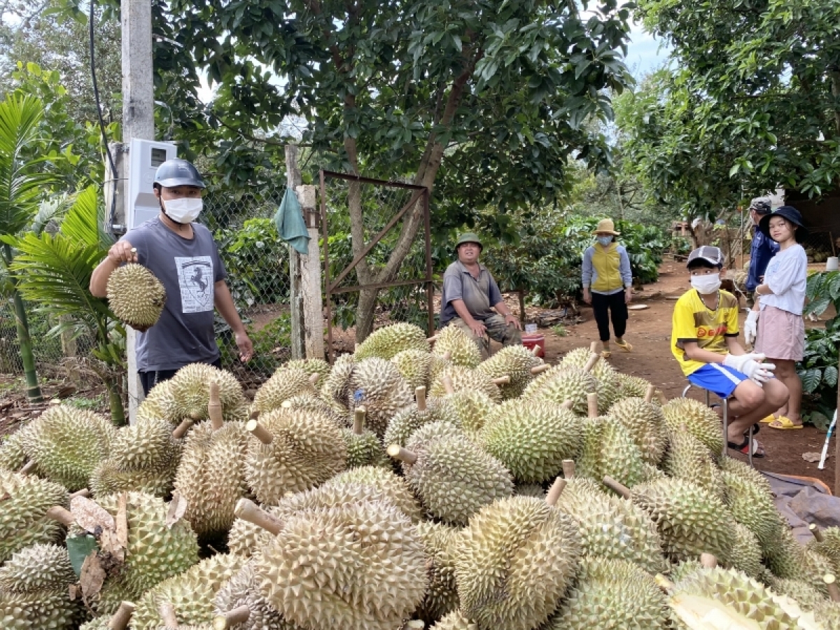 
Pơhrui mơng sầu riêng ăt prong hloh mơn, mơnuih ƀôn sang ăt glăk pơhư prong mơn lŏn pla