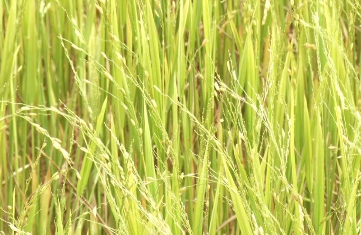 Tơnơ̆ dơ̆ mìu piar, sơn yùr kòi mìng gam wơl gar nsiap