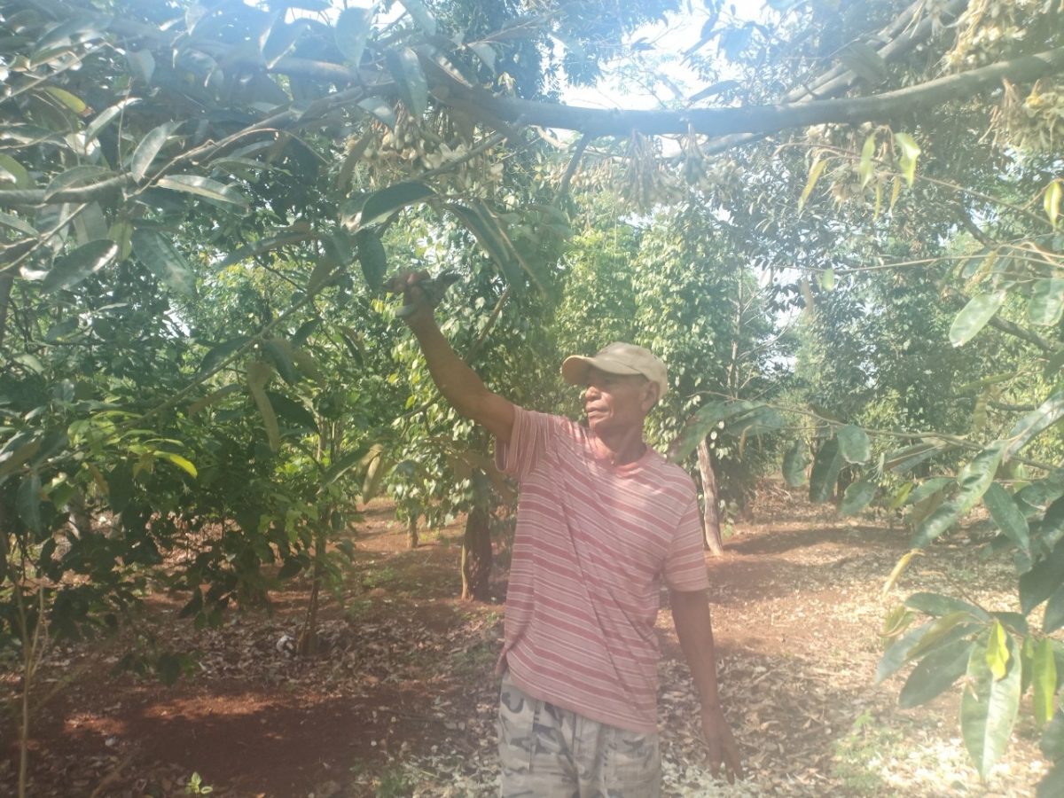 Ồng Y Tánh kềng gah suơn sầu riêng tơ̆t plai uă ngan, yal bè nam nhai tam lơh