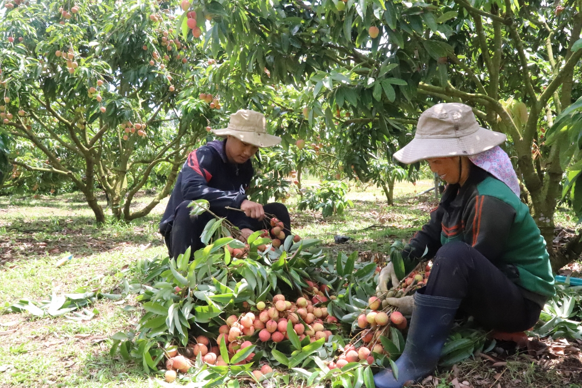 Bơngai jang mir tơ̆ dôm apŭng găh Pơbăh păng Hlĕch Pơbăh kơ dêh char Đăk Lăk chơt hơ-iă kơlih plei vaih đum hrôih đei yua lơ, đei kơjă măt