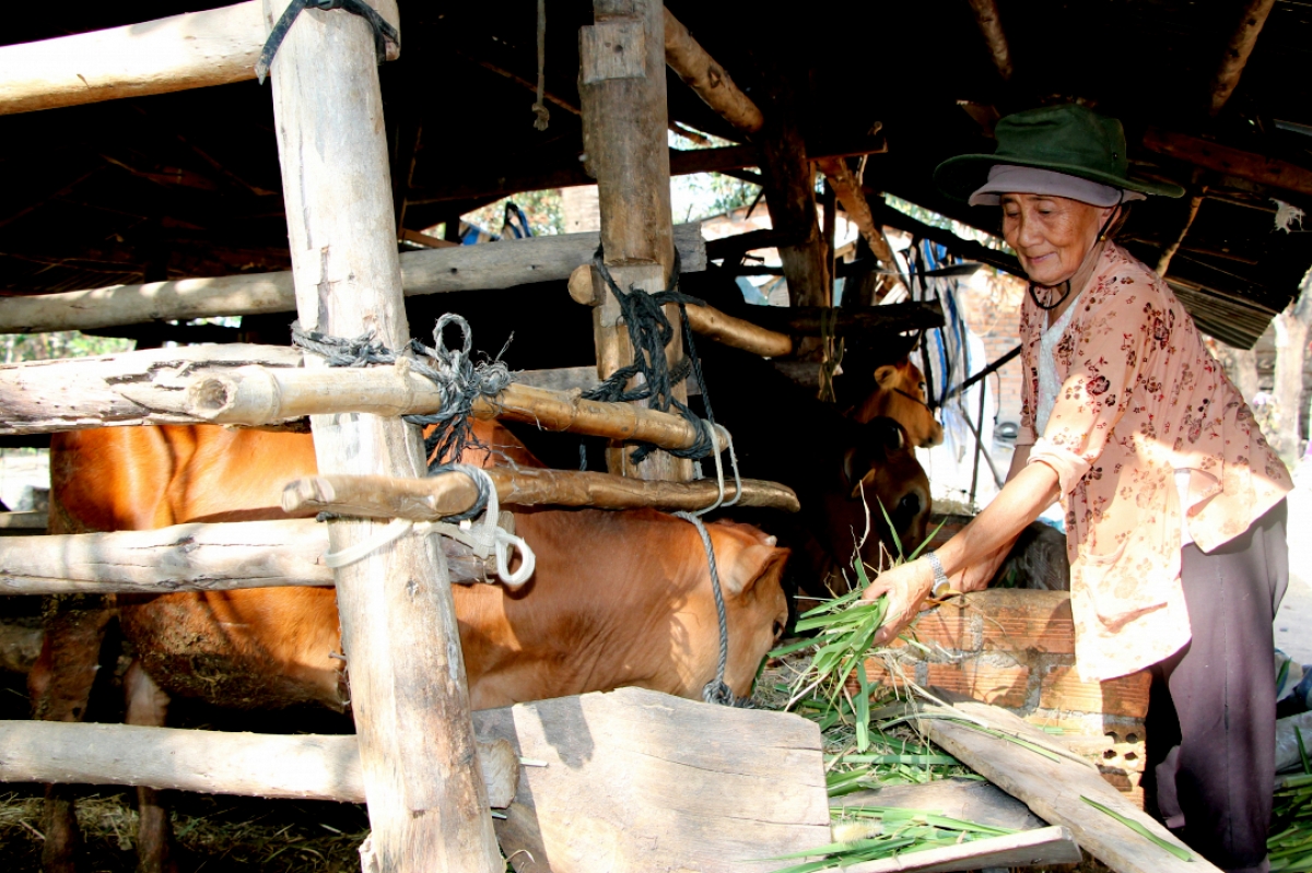 Hwên wi Krông Bông pơjao 100 tŏ rơmo yŏng tơgŭm kon pơlei hiôk hian hloh lơ̆m pơm jang, hơtŏk iŏk yua