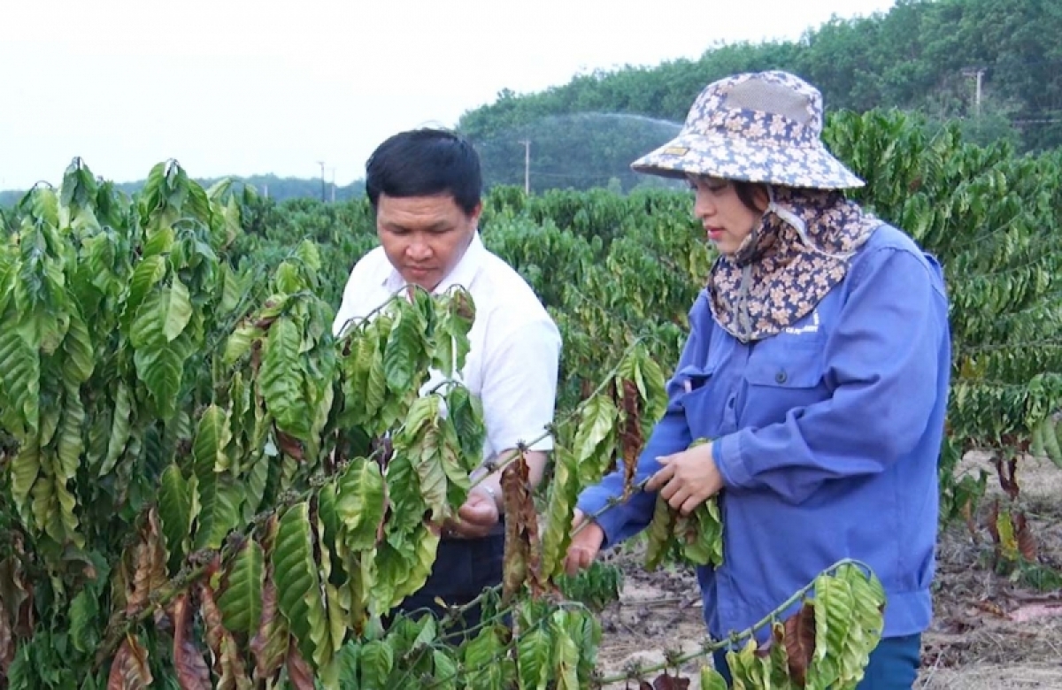 Đang kơ phê amai Nguyễn Thị Hồng (pơ̆ Kon Tum) khiă hla