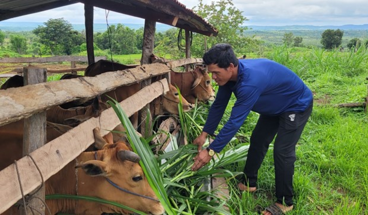 

Hên rơpŏng hdroâng kuăn ngo a Gia Lai mơdêk tơdroăng rêh ối kơnôm ing kơxô̆ liăn mung tŏng kum