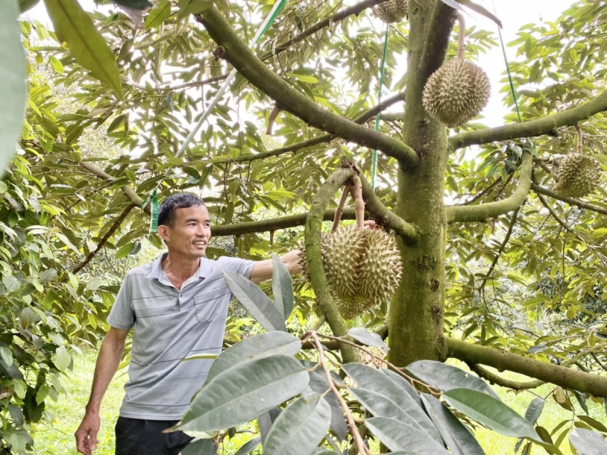 Sầu riêng ƀơi Dak Lak ba sĭ mơdrô pơ tač rơngiao tui jơlan phun čang rơmang amra ba glăi pơhrui lu hloh brơi Dak Lak