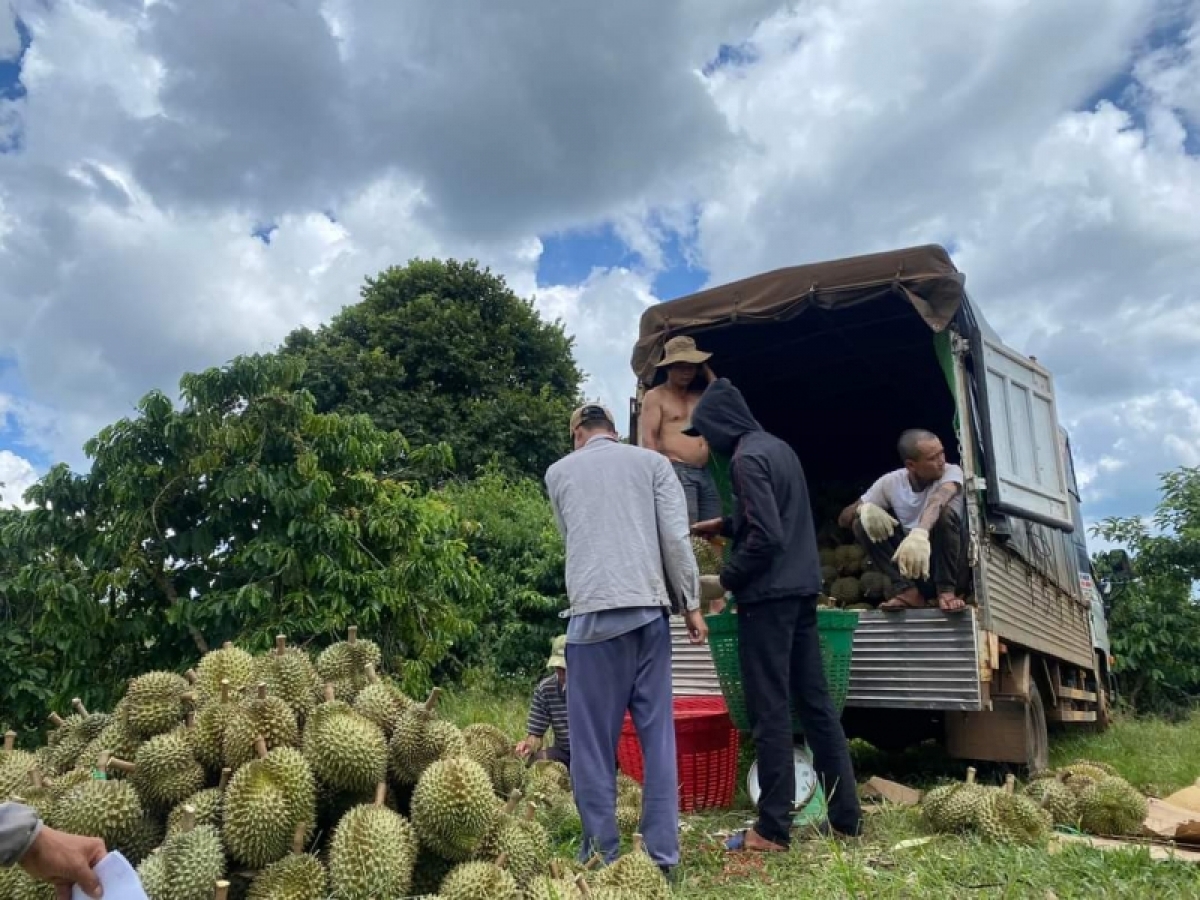 9000 ha sầu riêng tơ̆ Dak Lak gô đei phĕ plei đơ̆ng khei 8 truh, lơ pơgar ‘long tam đei ƀơk ăn Kơsô̆ chih tơbăt tơring pơtăm