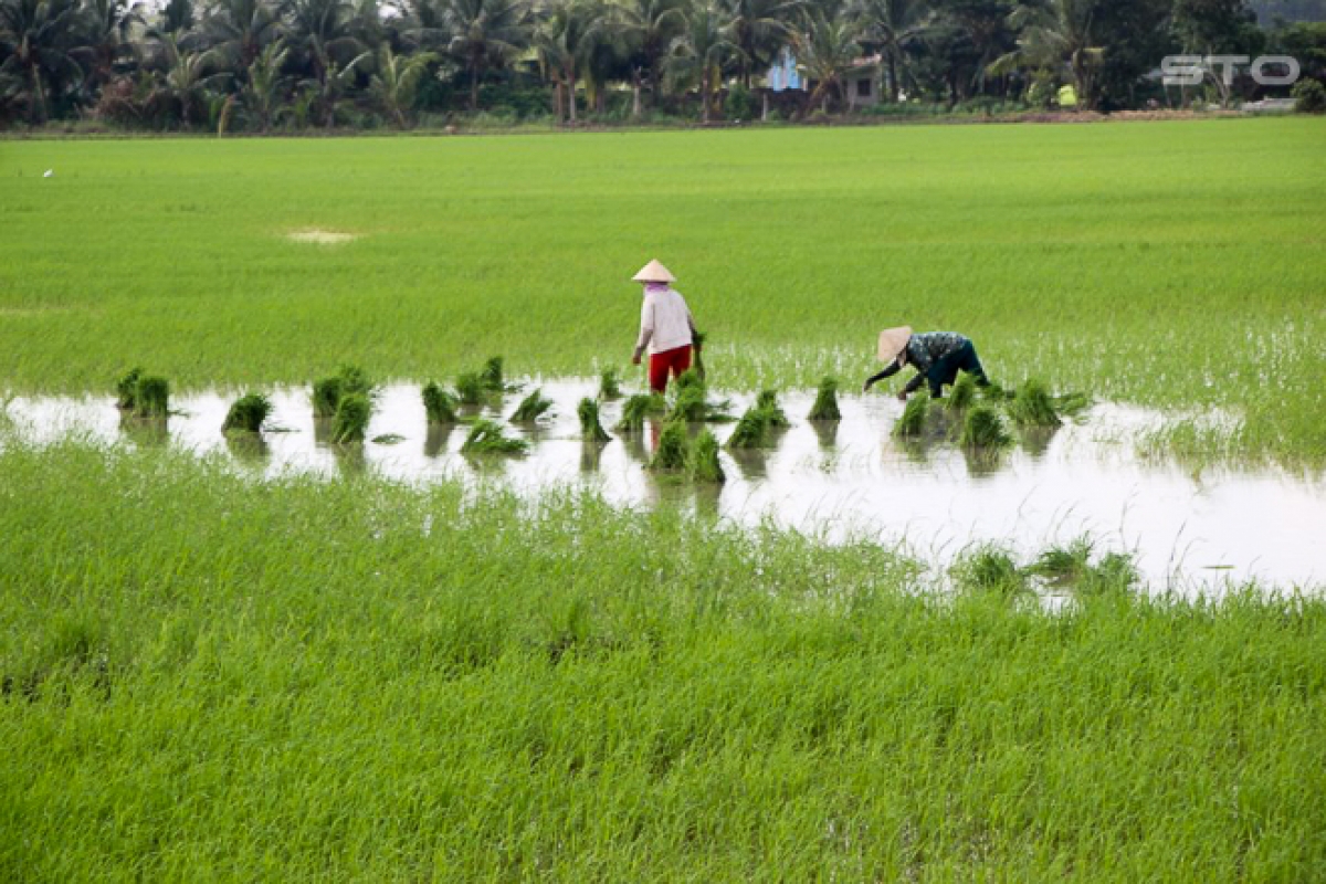 Mlang hamu di huyện Cù Lao Dung