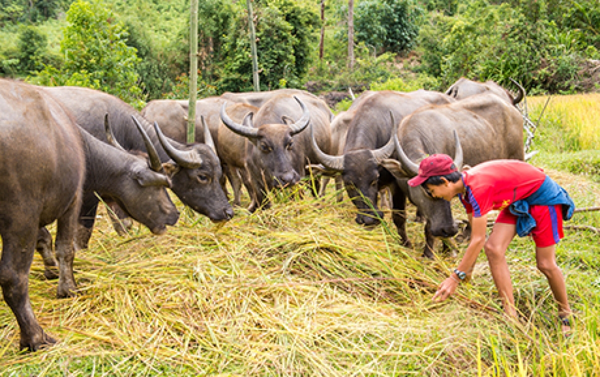 Trâu được xem là người bạn thân thiết của người Hrê. Nguồn ảnh:baokontum.com.vn