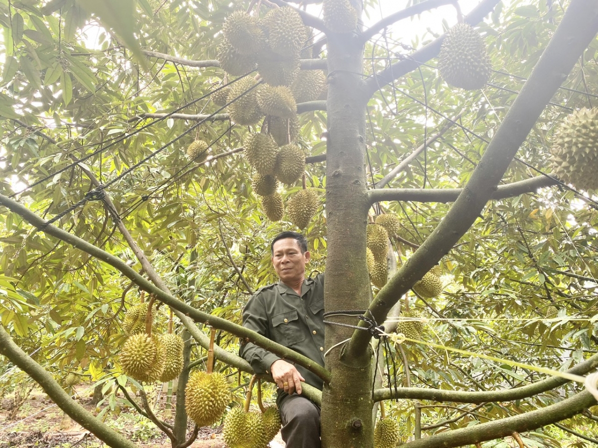  Maluâ kong prâi ôh tá tơniăn la kơnôm rak ngăn krâu, ki lĕm dêi sầu riêng a Dak Lak rơnó kố xuân ối hlo tơniăn