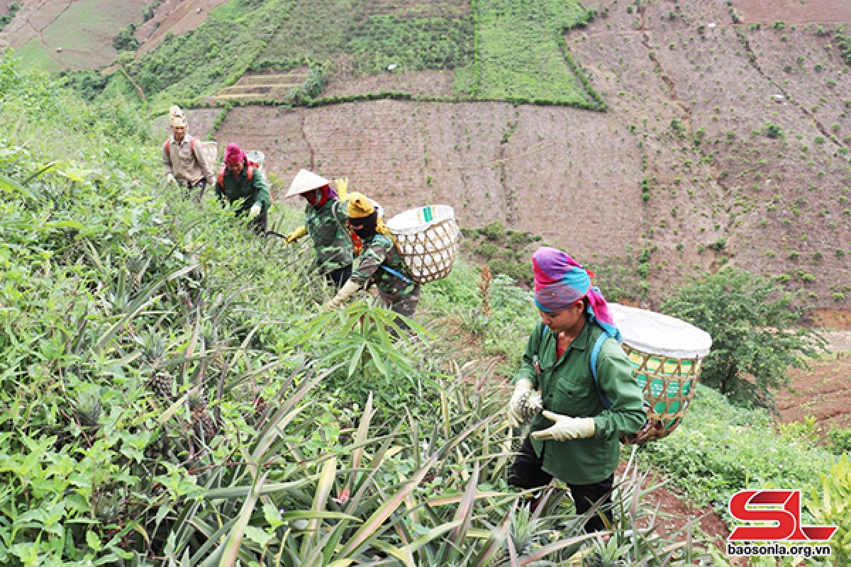 Bà con xã Chiềng Khương thu hoạch dứa. Ảnh: Huyền Trăng