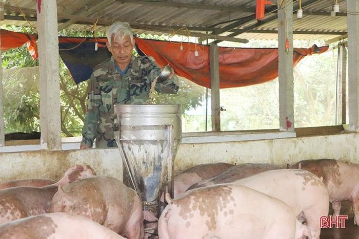 Ông Nguyễn Đình Ninh (thôn Đồng Minh) - một trong những hộ tiên phong tham gia phát triển kinh tế vườn đồi ở xã Hương Minh.