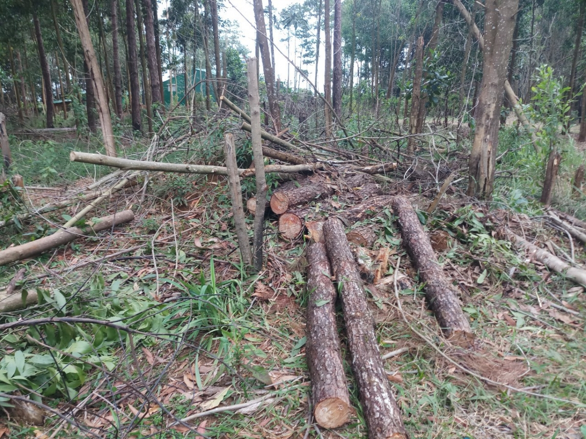 Mă tŭ jao lŏn jao čơkă glai kiăng sua mă lŏn