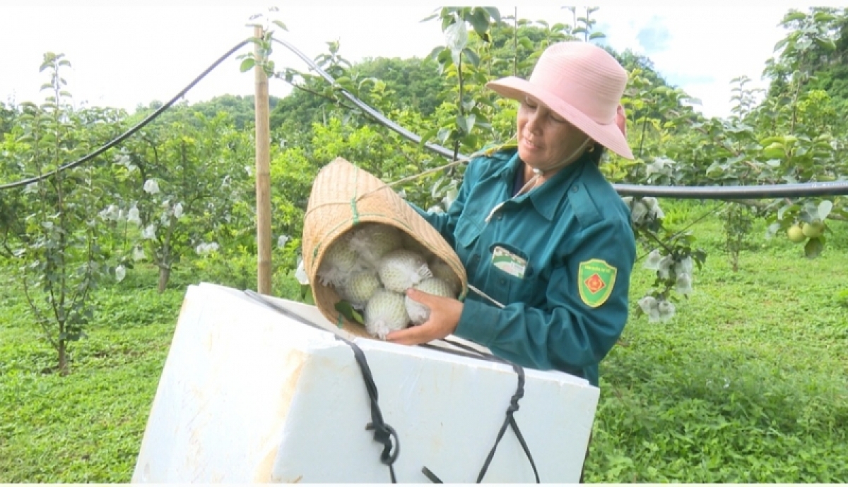 Nông dân Phiêng Khoài phấn khởi thu hoạch lê