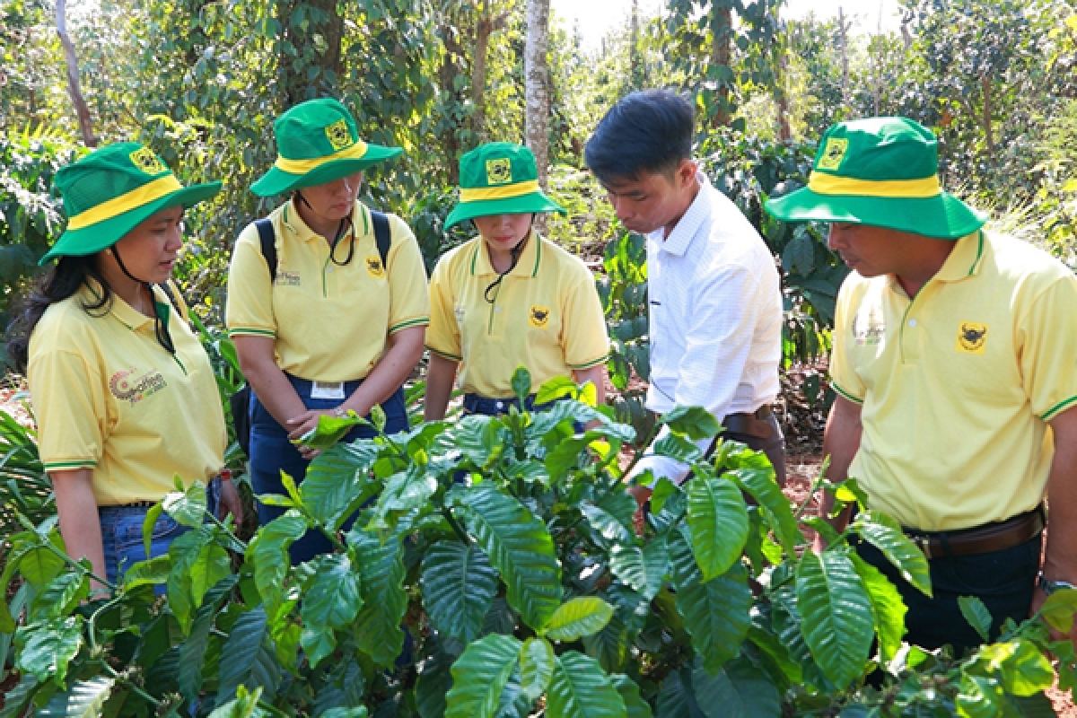 Trong điều kiện biến đổi khí hậu hiện nay, cà phê cần được canh tác thông minh để cho năng suất, chất lượng cao.