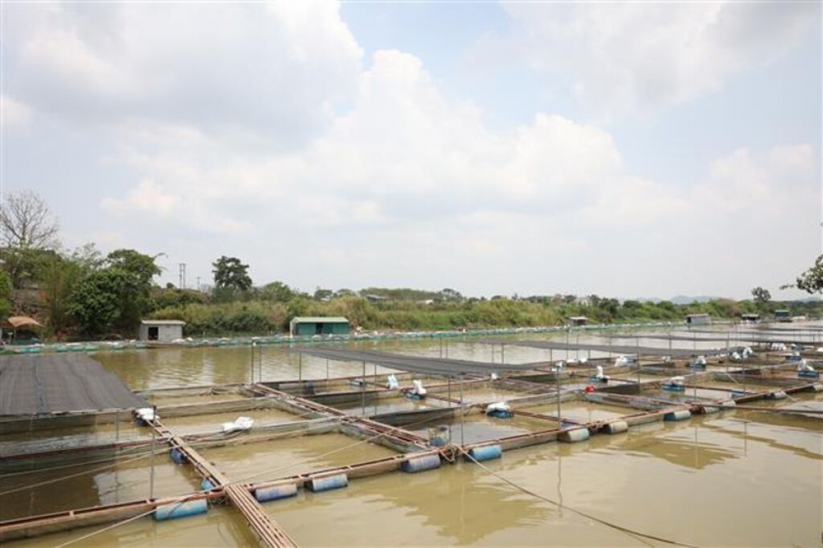 Kơpong ki kâng hlâm, ngếo păn ká a kroăng Srêpôk tiú tơkâ cheăm Ea Na, tơring Krông Ana, kong pơlê Dak Lak (Um: TTXVN)