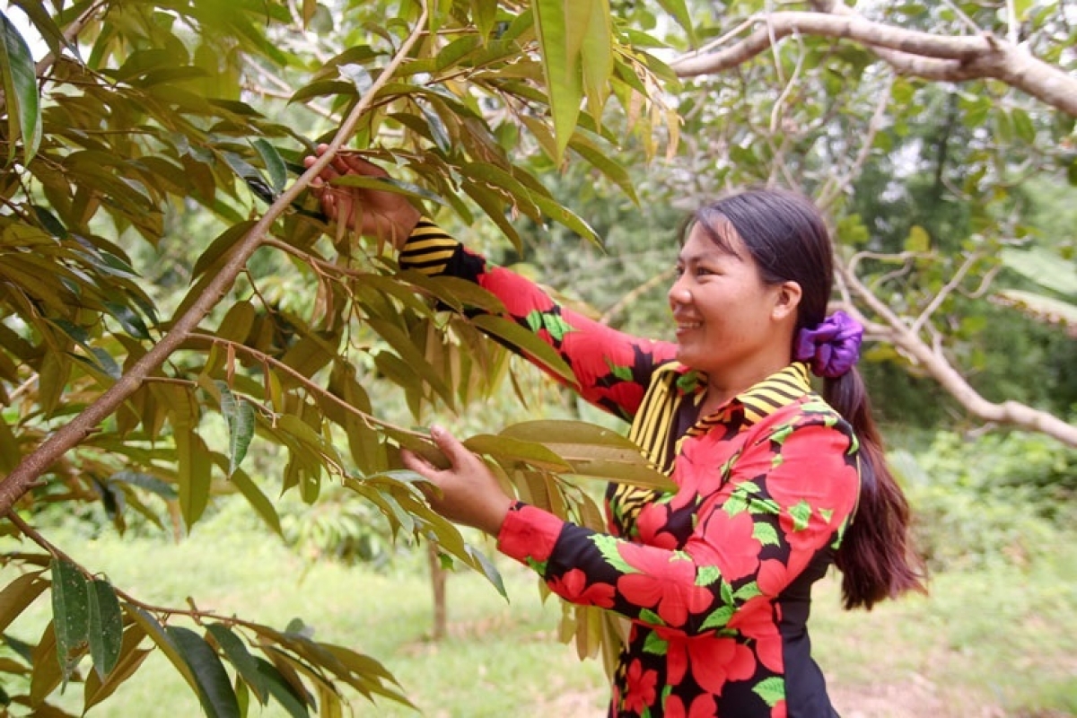 Kuăn pơlê cheăm Phước Cát 2 hơ’lêh deăng pêt loăng plâi ki ôh tá dâi vâ pêt plâi sầu riêng