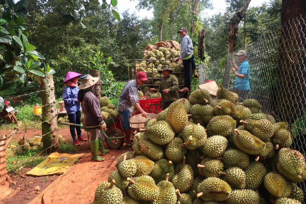 Sầu riêng Dak Lak pơphun pĕ pơhrui laih