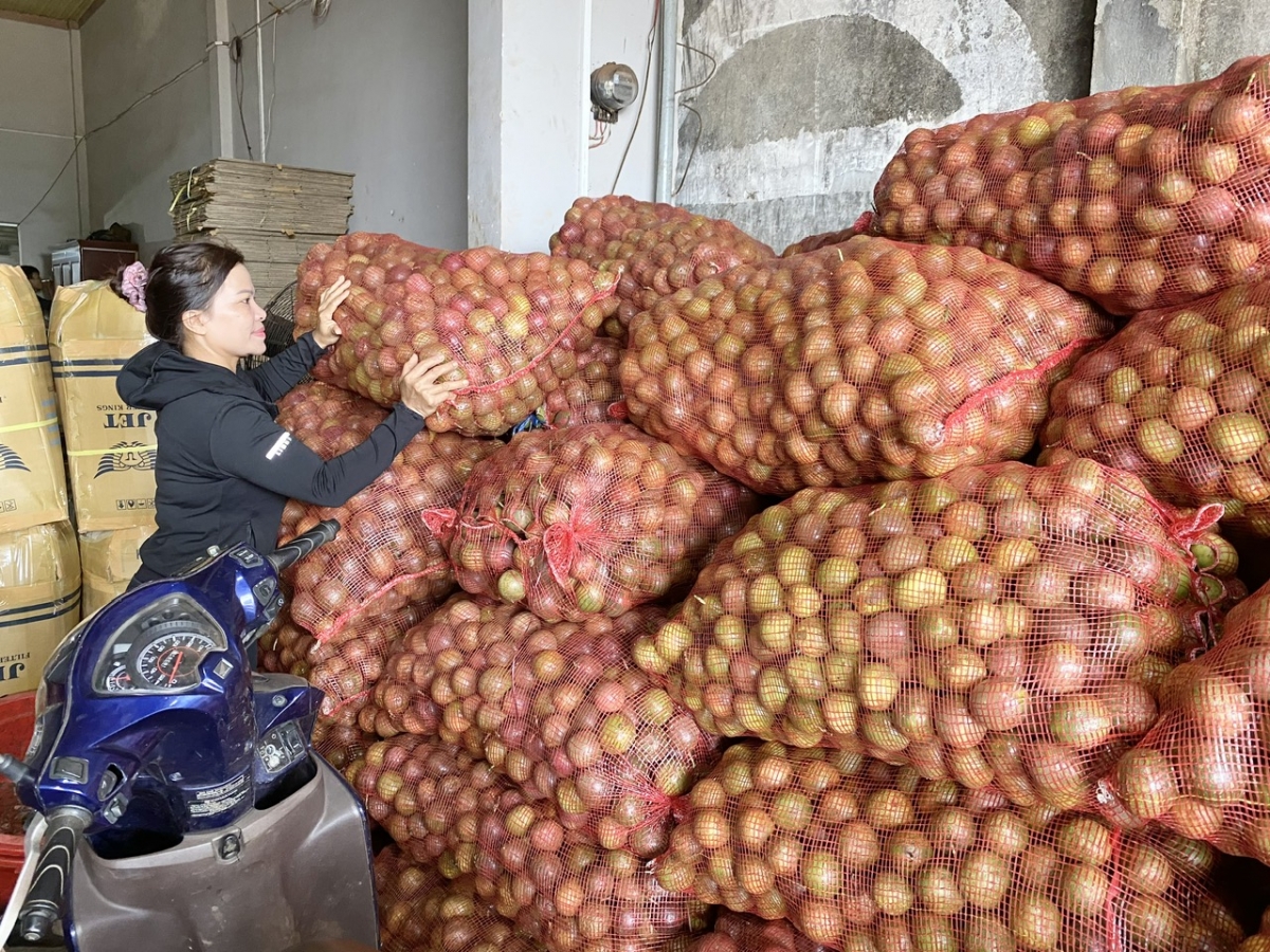 
Anih răt kơ yă Tuyết rim năr đei 60 - 70 tâ̆n chăn hroi mă lei tĕch ăn teh đak ƀơm tơnap tap