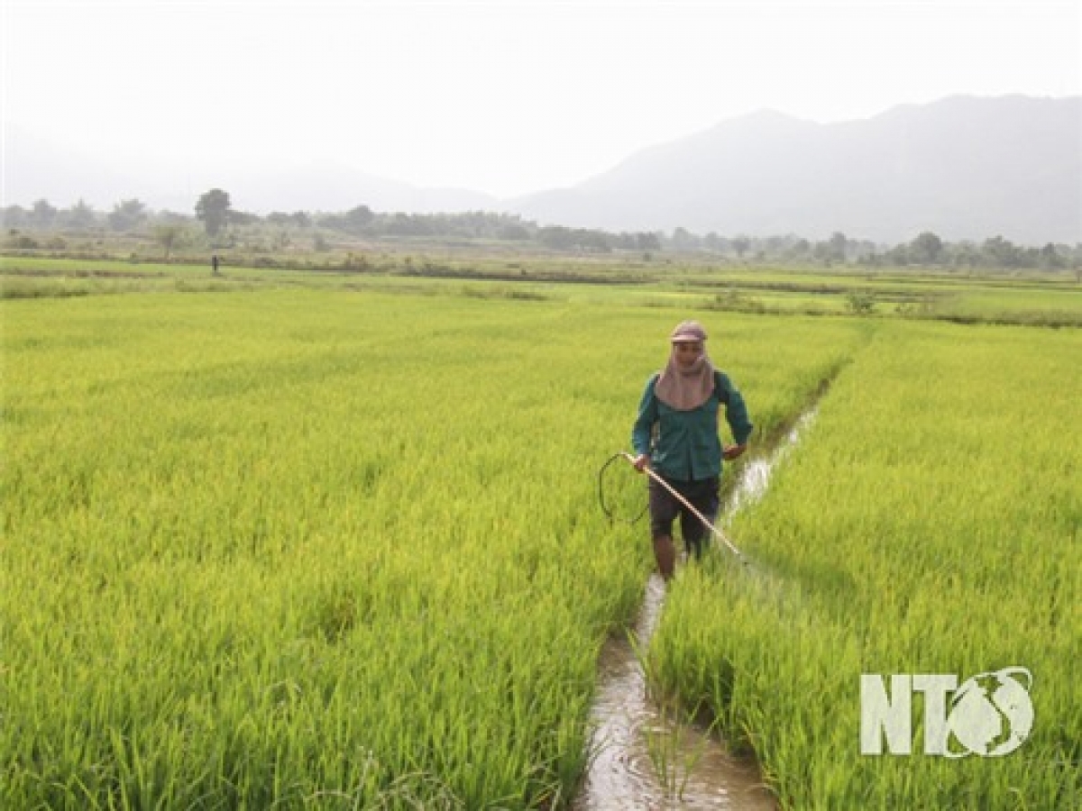 Ngak padai aia tui chuẩn VietGap ngak patrun hu phun jien buh tame ngak