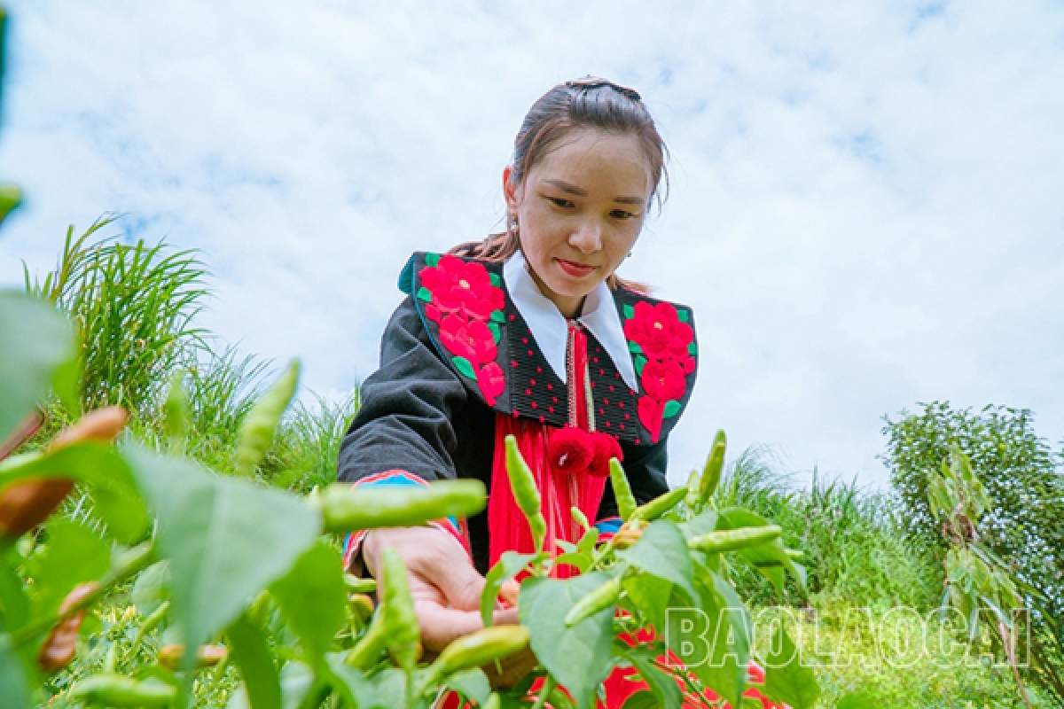 Trồng ớt mang lại thu nhập cao cho người dân.