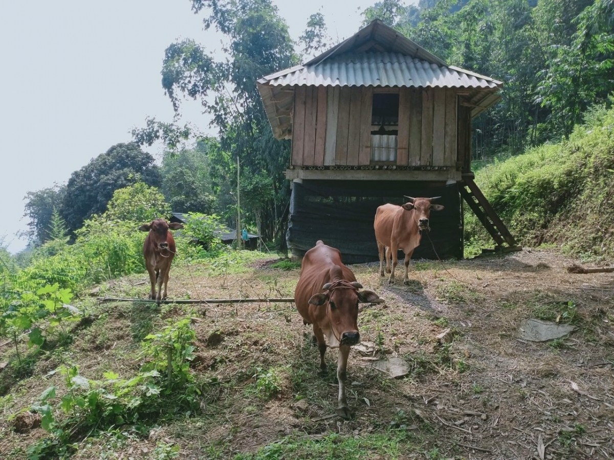 Mô hình nuôi bò sinh sản của hội viên vay vốn quỹ hỗ trợ nông dân. Ảnh VP