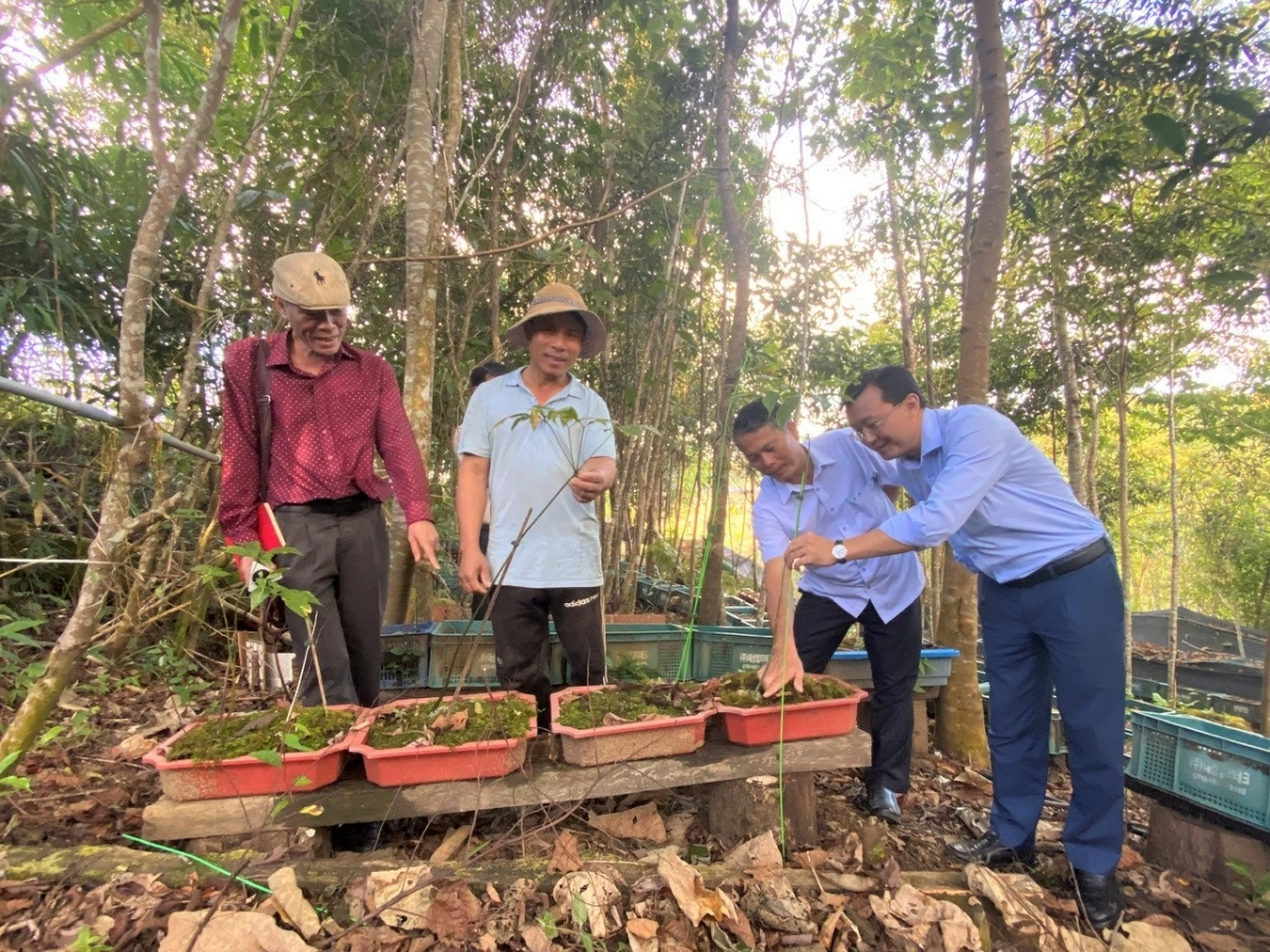 
‘Nhŏng  Nguyễn Xuân Tuấn (dơ̆ng mă ƀar jô̆ đơ̆ng păh ‘ngiĕo) tơroi tơbăt găh sâm Ngŏk Linh hlôi pơtăm 6 sơnăm.