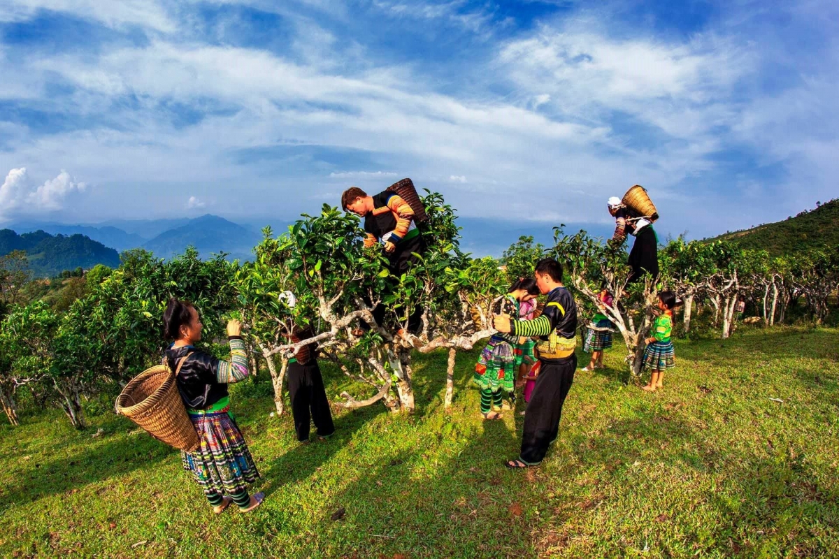 Lần đầu tiên tỉnh Yên Bái tổ chức Lễ hội Trà Shan tuyết “Tinh hoa giữa ngàn mây”