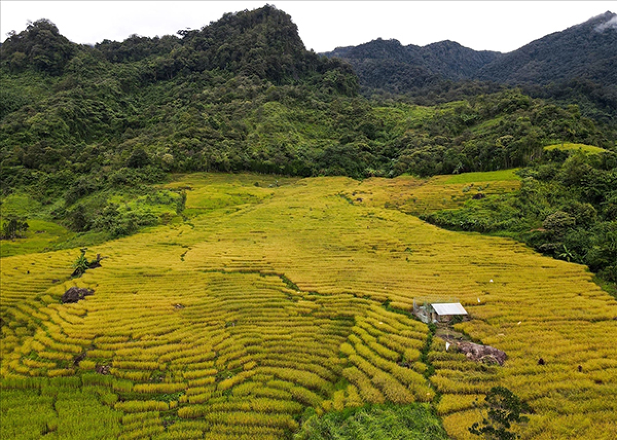 Cánh đồng ruộng bậc thang ở xã Trà Cang (Ảnh Hồ Quân)