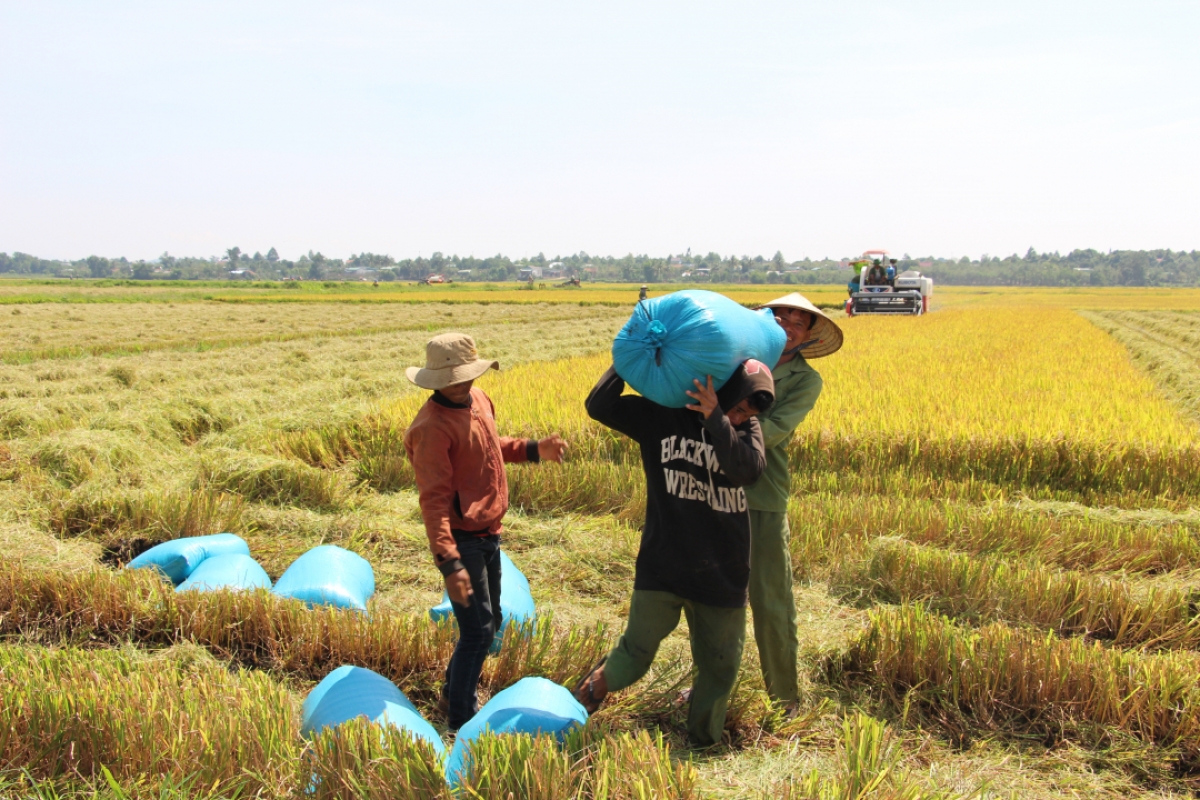 Dalam langik lahơi bingi, mblang hamu 132 di xã Cư Êlang, huyện Ea Kar pahe padai daok tathak