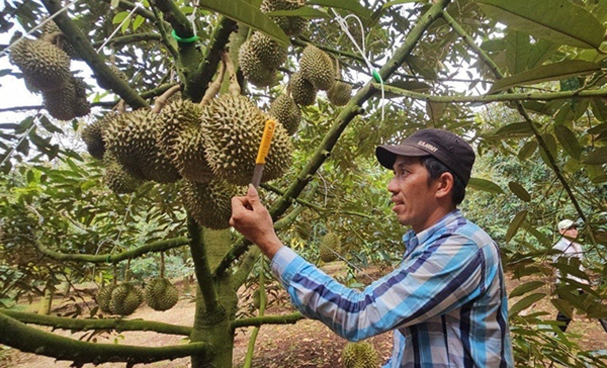 Thợ gõ sầu cầm con dao nhỏ gõ cán vào quả để xác định tuổi quả sầu riêng