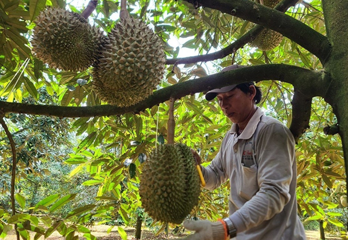 Công việc tuy vất vả, nhưng bù lại mỗi ngày người thợ gõ, hái sầu riêng thu về khoảng 2 triệu đồng.