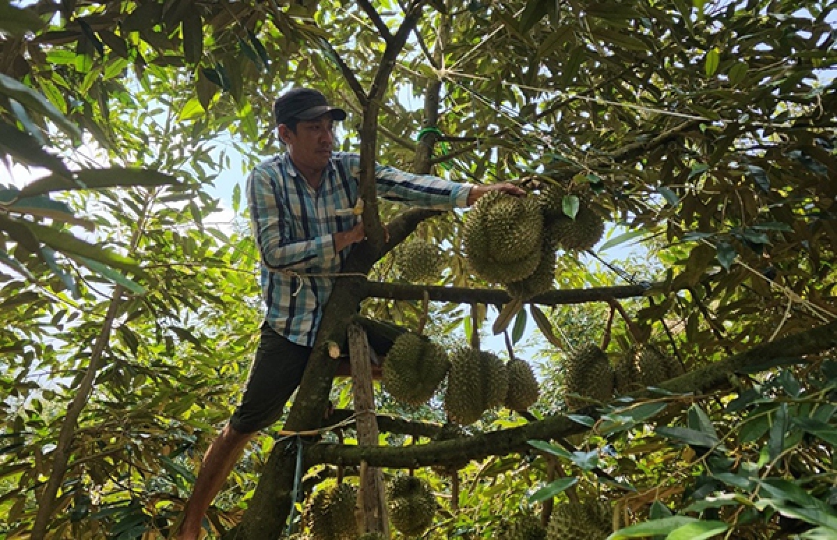 Làm nghề gõ sầu riêng, anh Trần Văn Hải rất tỉ mỉ, cận thận. Nếu không sẽ đối diện tai nạn, thương tích khi trèo trên cành cây cao