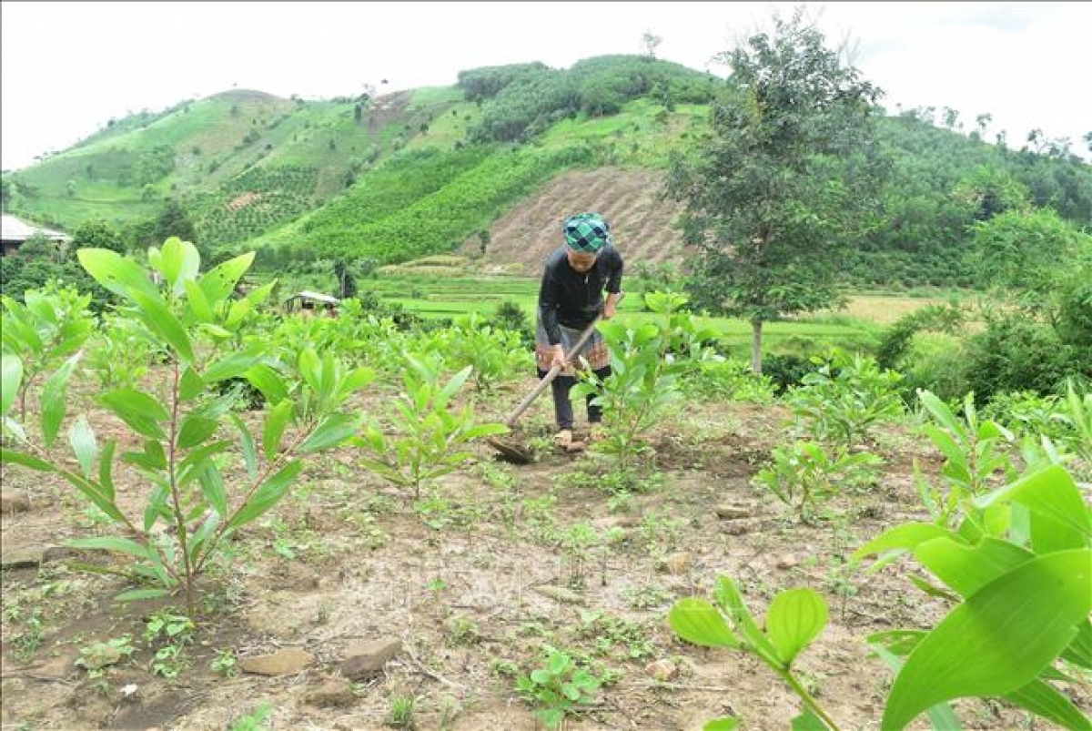 Bà Giàng Thị Chợ (dân tộc Mông) tại thôn Ea Uôl, xã Cư Pui, huyện Krông Bông (Đắk Lắk) được Phòng Giao dịch Ngân hàng Chính sách xã hội huyện Krông Bông hỗ trợ cho vay 50 triệu đồng để chuyển đổi giống cây trồng.