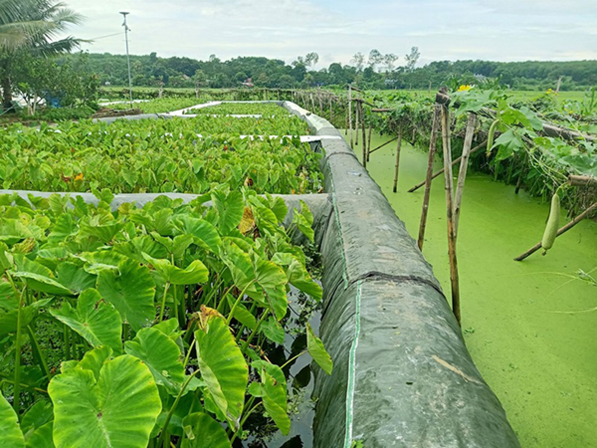 Đến nay, vợ chồng ông Thế đã cải tạo được 5 sào mặt nước nuôi ốc nhồi.