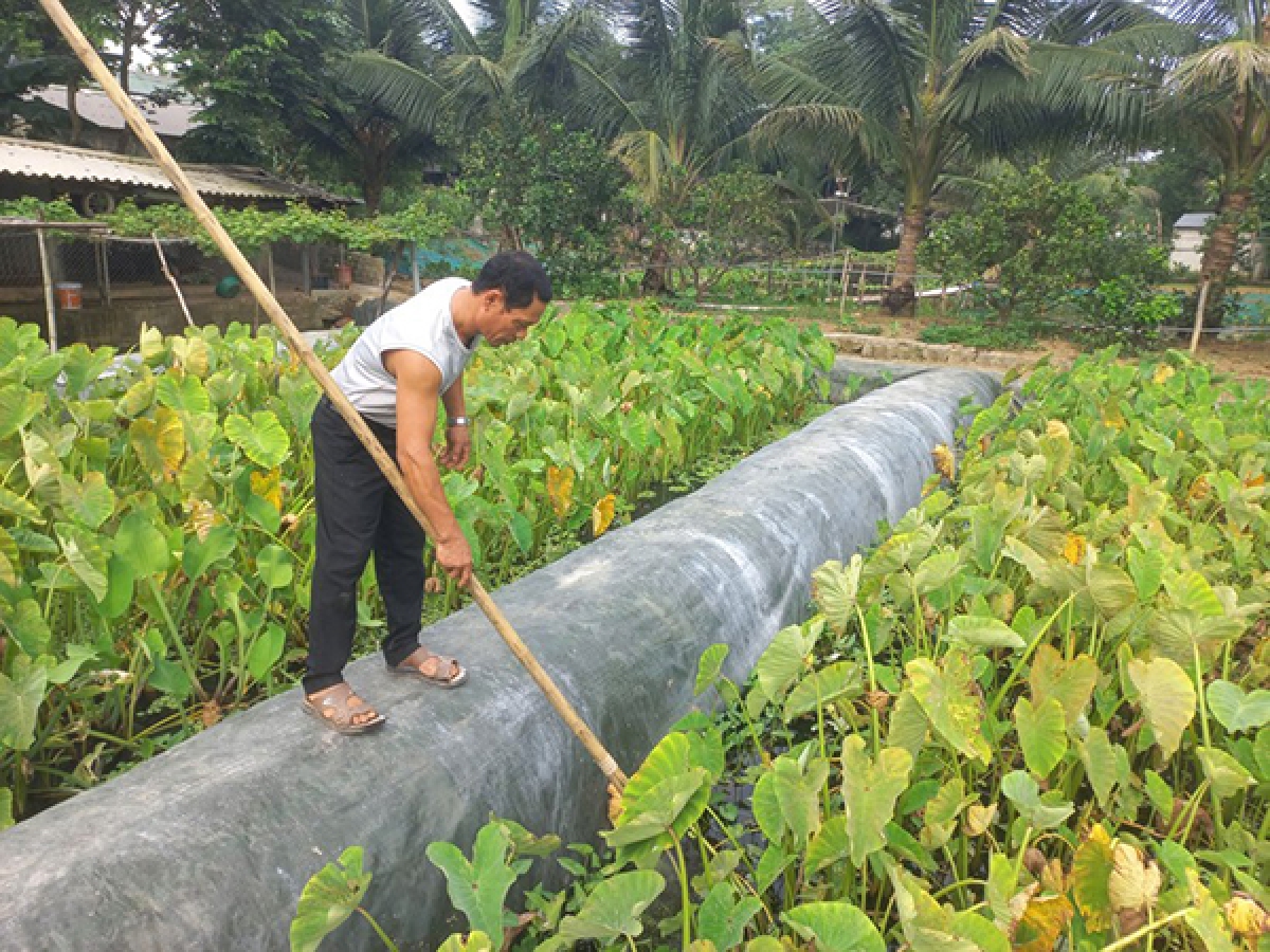 Nông dân Lô Văn Thế bên ao nuôi ốc nhồi của gia đình.