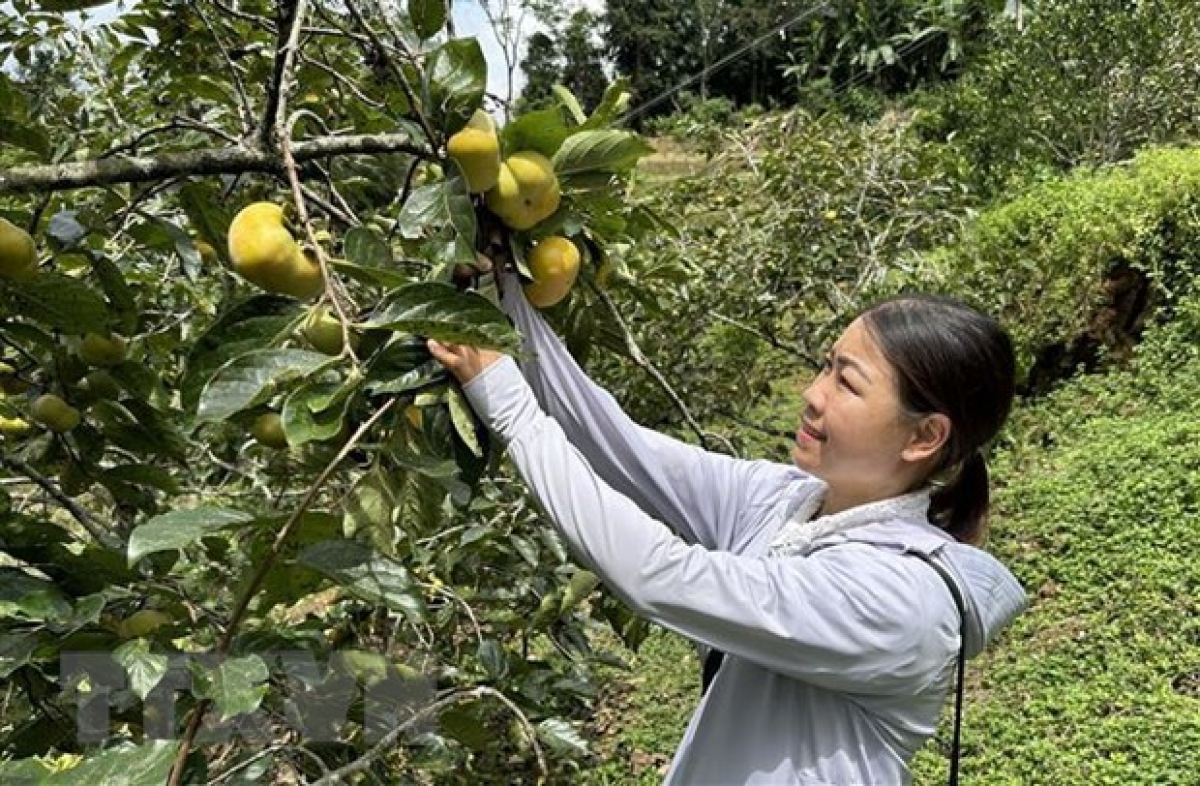 Khách du lịch đến chọn mua hồng giòn, không hạt ngay tại vườn thuộc xã Lao Chải. (Ảnh: Quốc Khánh/TTXVN)