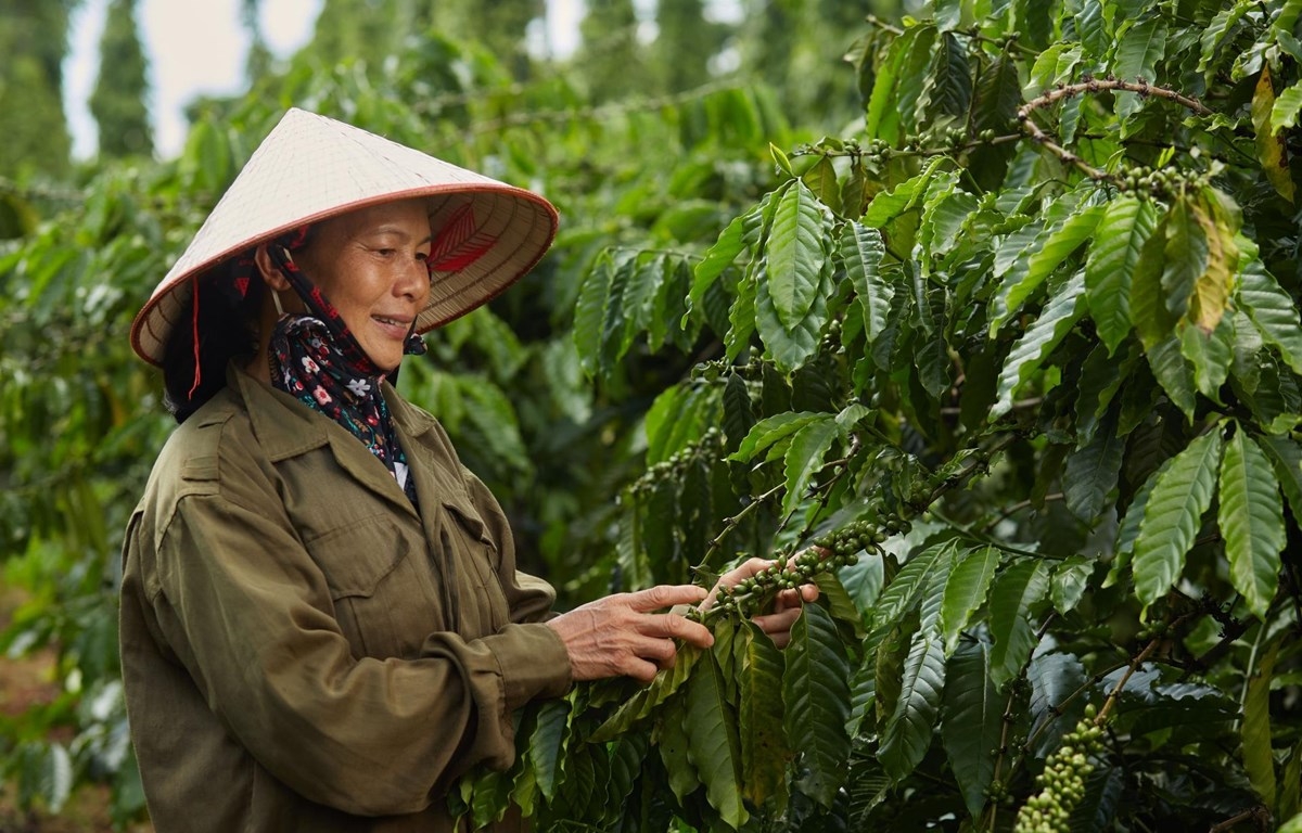 

Kuăn pơlê pêi chiâk deăng Tây Nguyên rế hía rế tơmâng mơdêk ki krá tơniăn, mơdêk pêi lo, ki kơnâ cheăng kâ dêi xiâm loăng kơphế