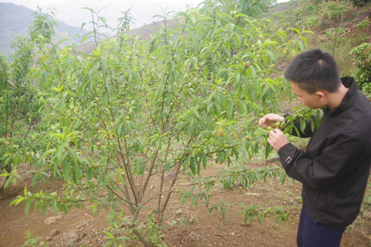 Anh Va Văn Câu hàng ngày đều có mặt tại vườn Đào nhà mình để bắt sâu, tỉa cành cho cây phát triển tốt. Ảnh: Thành Phú