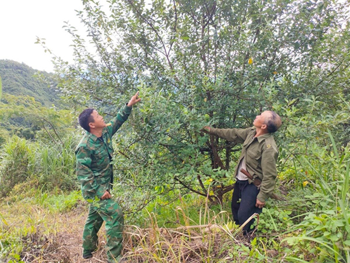 Cán bộ Đồn Biên phòng Pù Nhi hướng dẫn anh Va Văn Câu cách tỉa bớt những quả đào bị bệnh để khỏi lây lan sang những quả khác. Ảnh: Thành Phú