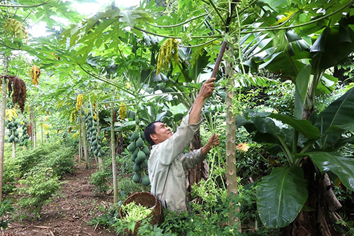 Từ thung lũng hoang vu, giờ đây ở Tà Vờn đã có một gia trại tổng hợp
với nhiều loại cây trồng, vật nuôi