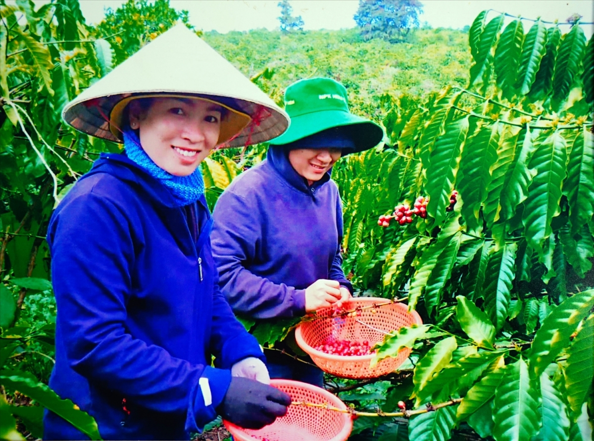 Caphe hu ngak tui jalan hữu cơ