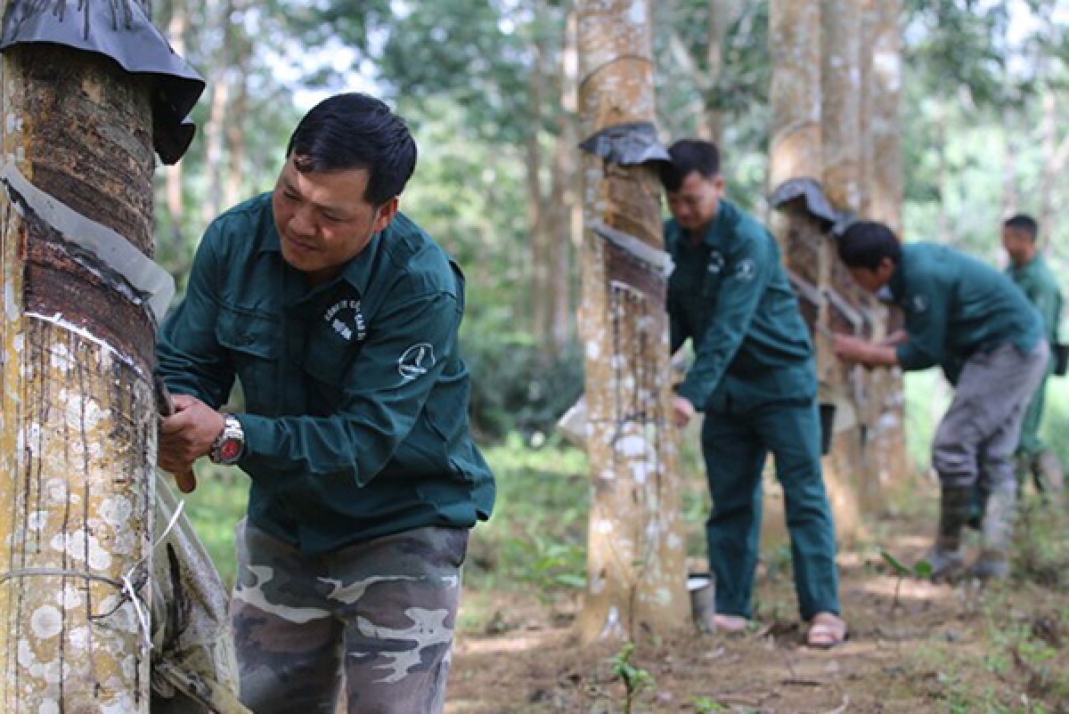 Anh Giàng A Sì, đầu tiên bên trái đang cạo mủ cao su cùng đồng nghiệp. Ảnh: Trung Kiên/TTXVN