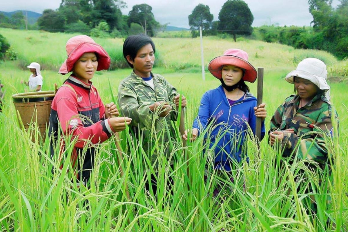 Nhiều mô hình kinh tế của chị em phụ nữ ở Ninh Thuận đã phát huy được hiệu quả từ nguồn vốn chính sách.