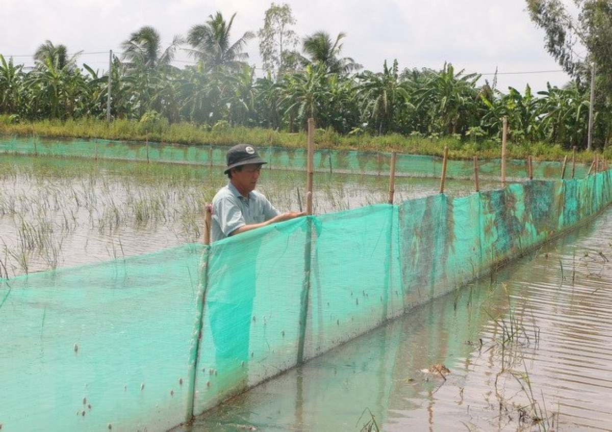 Raong ikan vang vil dalam ia bilan ia tagok pak di ban sit Ngã Năm rahtabiak biak rilo