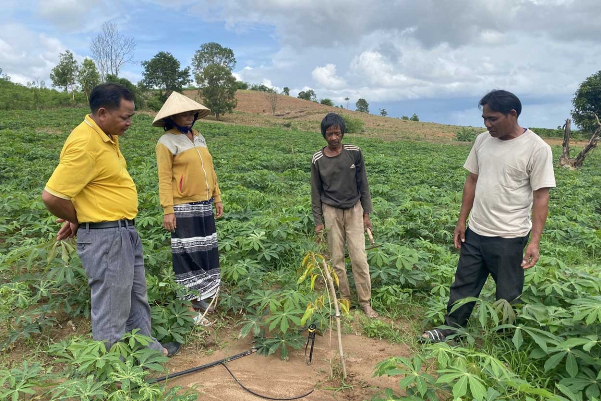 Ồng A Ir (cau đah ma rùp) Ƀí thư Ci ƀộ mơkung ăt tơn gơnoar broă kwang ătbồ
thôn Chờ, xã Ya Ly, kơnhoàl Sa Thầy, càr Kon Tum bơto pơlam làng bol tam tờm sầu riêng