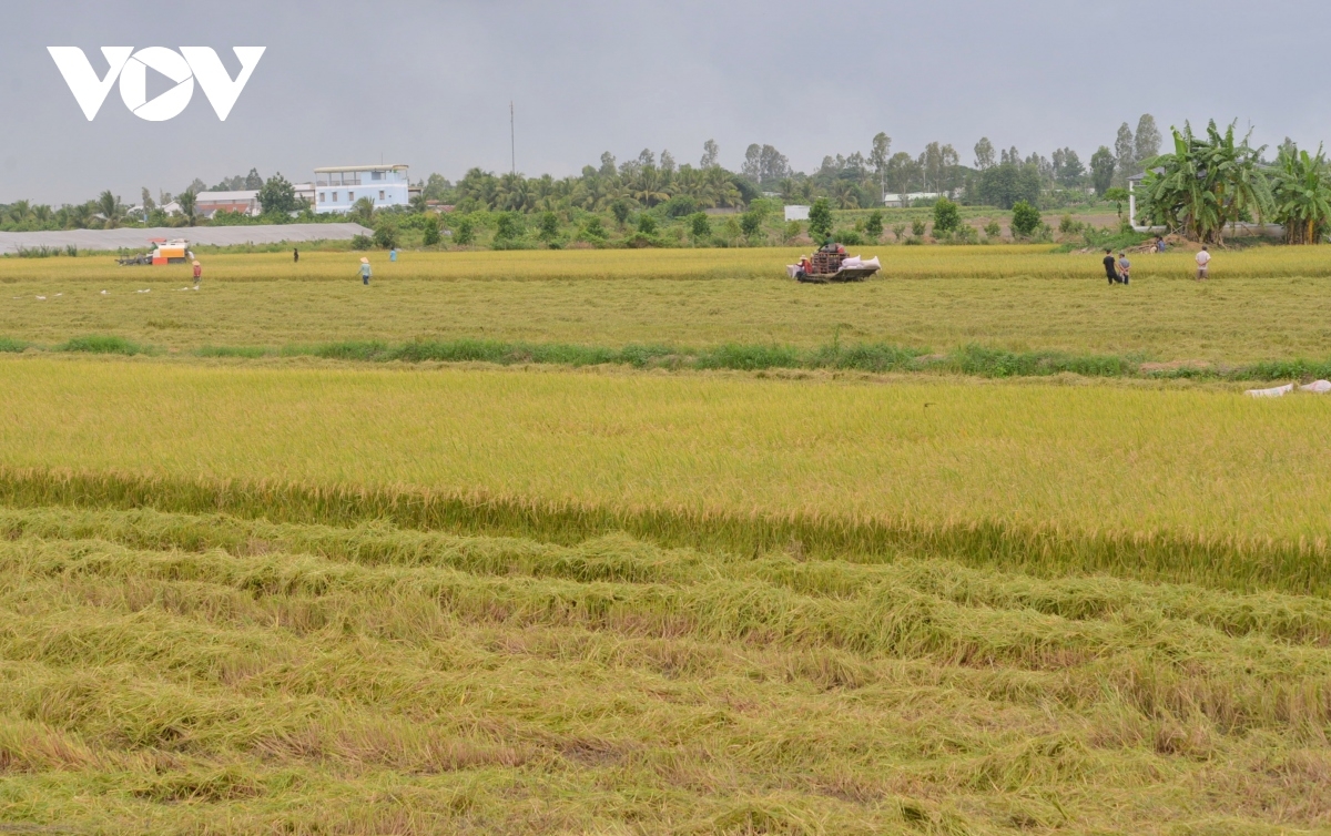 Rơndap tap sèng sơntìl kòi tơrgùm tàm kòi thồm, kòi bơkah phe nàng drơng jơnau kờñ tàm lơgar mờ tac hờ lơgar ndai